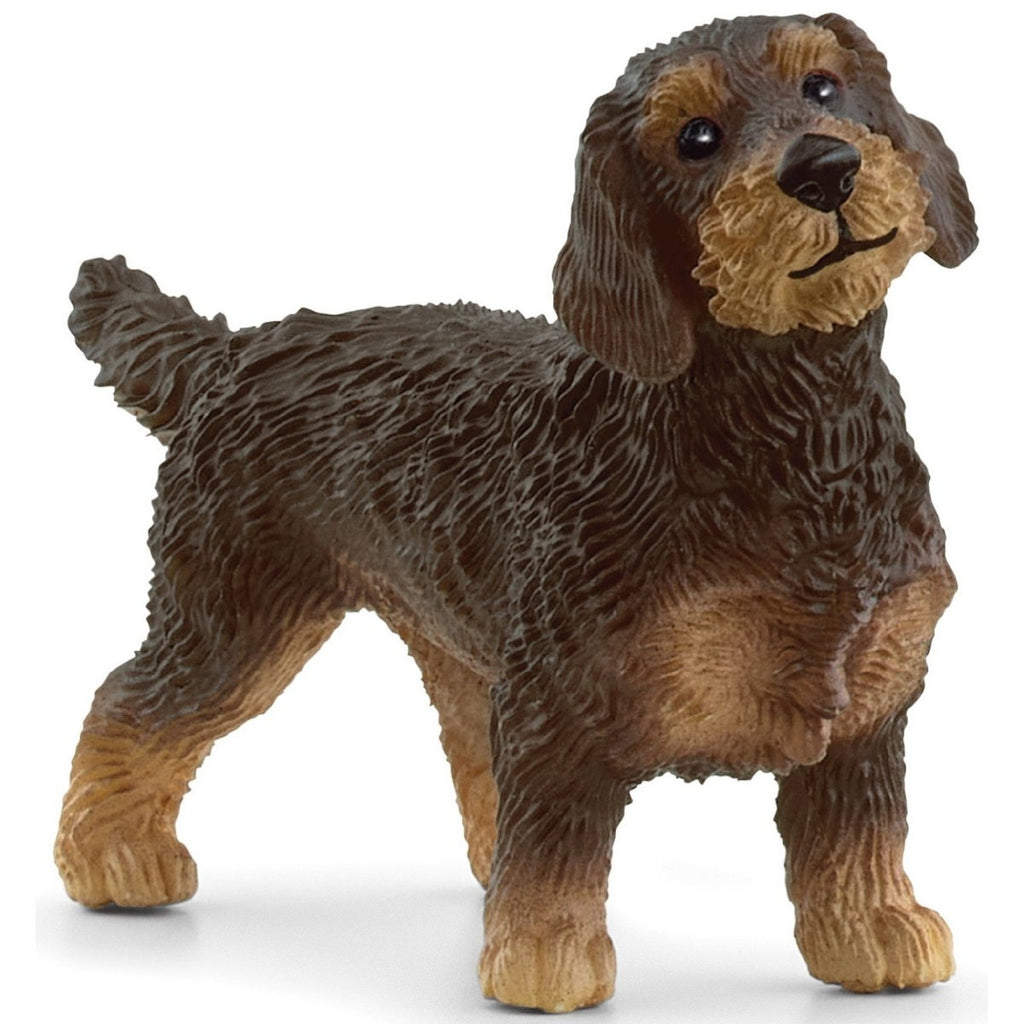 Wire Haired Dachshund 13972