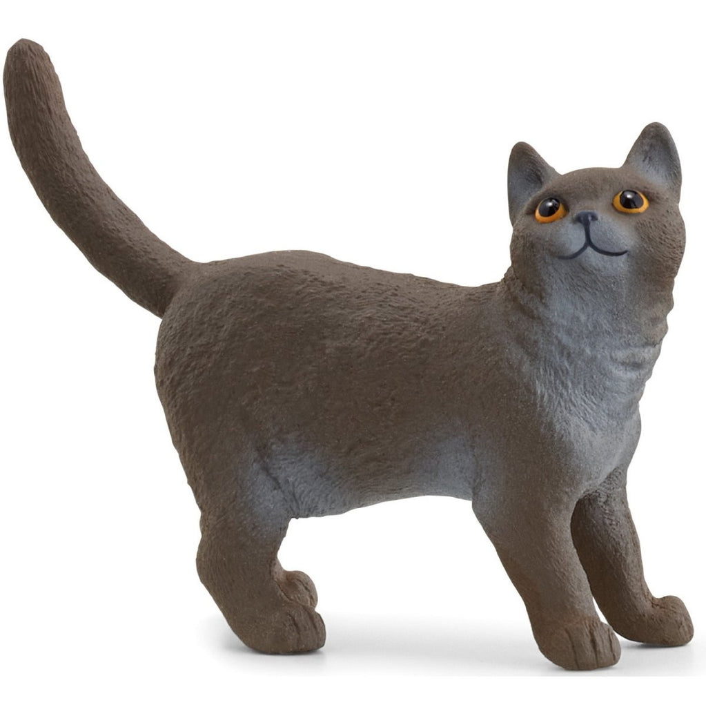 British Shorthair Cat 13973